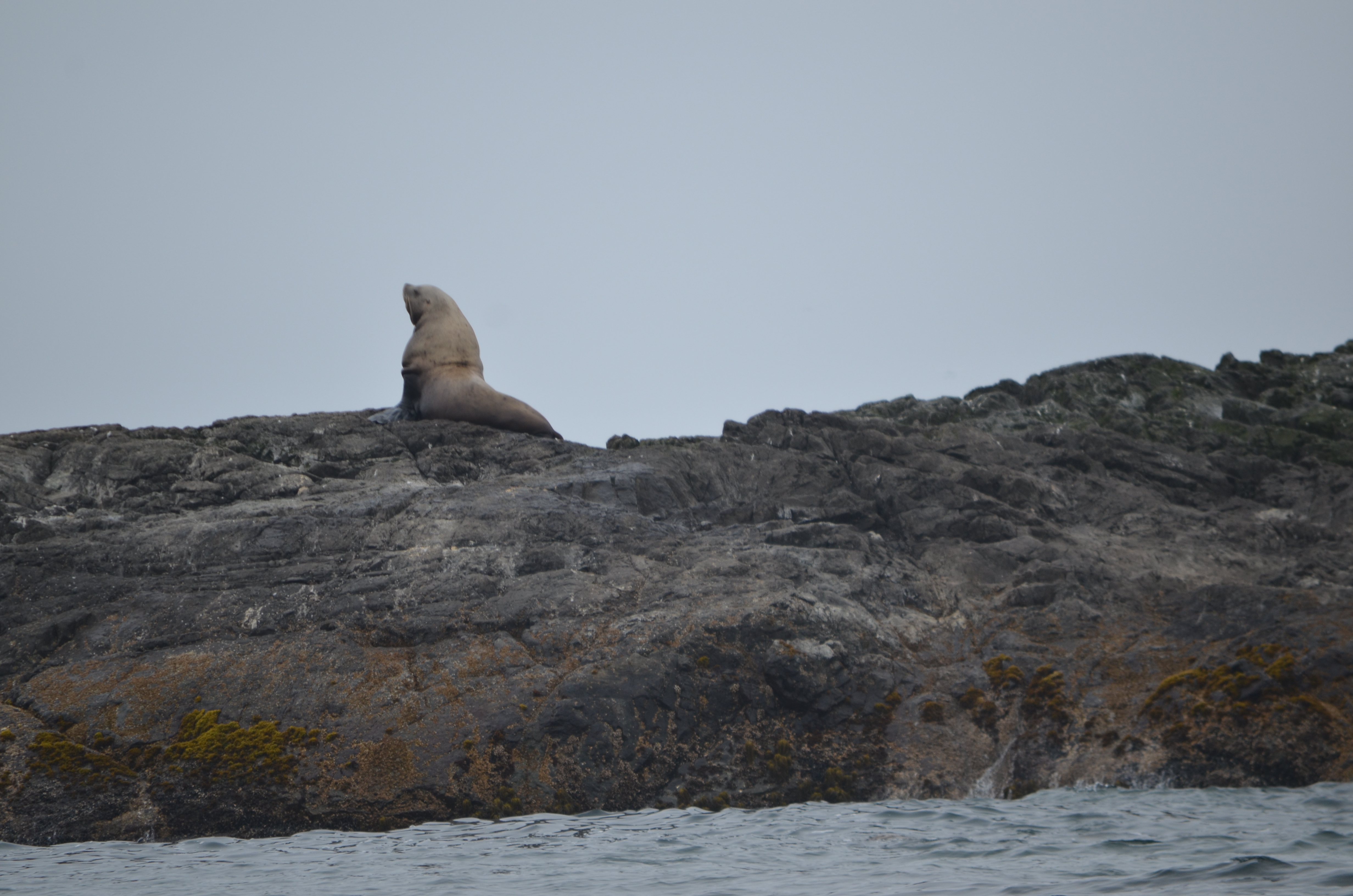 photos/wildlife/Mammal_Species/Steller Sea Lion/DSC_0358.JPG